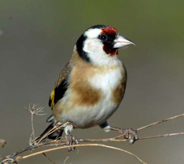 Carduelis carduelis, Goldfinch