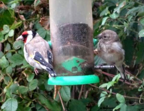 Adult male Goldfinch with juvenile