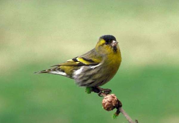 Carduelis spinus, Siskin