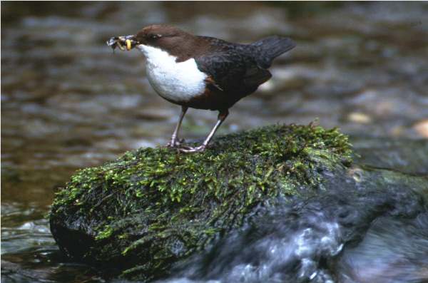 Dipper with caddis grubs