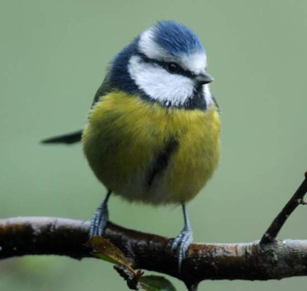 Cyanistes caeruleus, Blue Tit