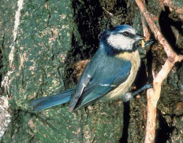 Cyanistes caeruleus, Blue Tit, west Wales