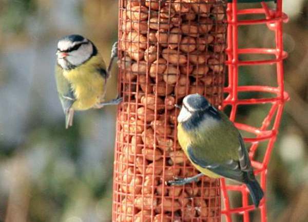 Blue Tits on a nut feeder