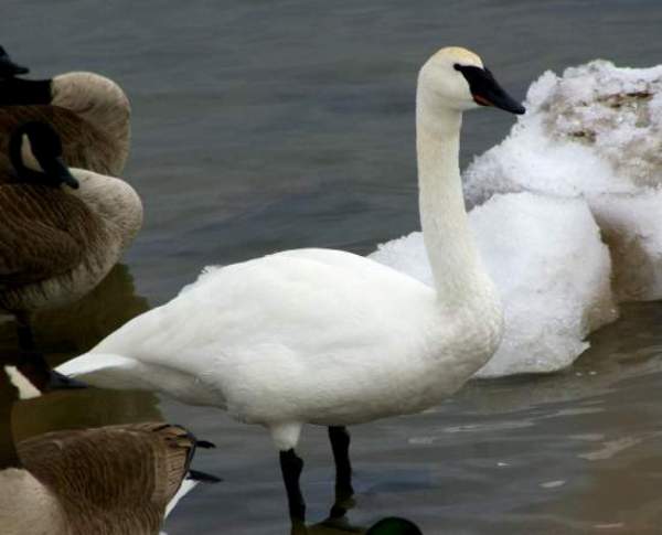 Trumpeter Swans, Cygnus buccinator