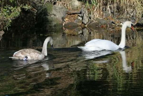 Mute Swans
