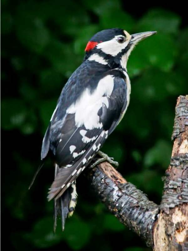 Great Spotted Woodpecker