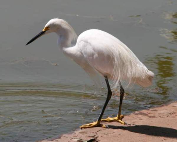 A Little Egret hunting for frogs in the river margin