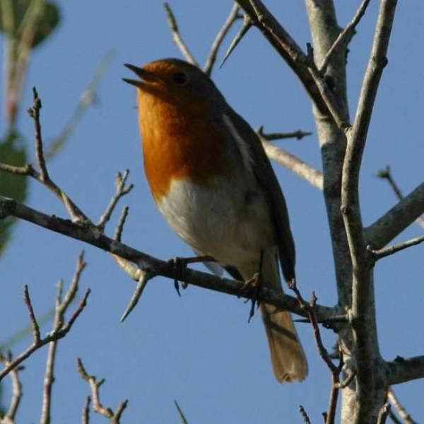 Robin in a tree