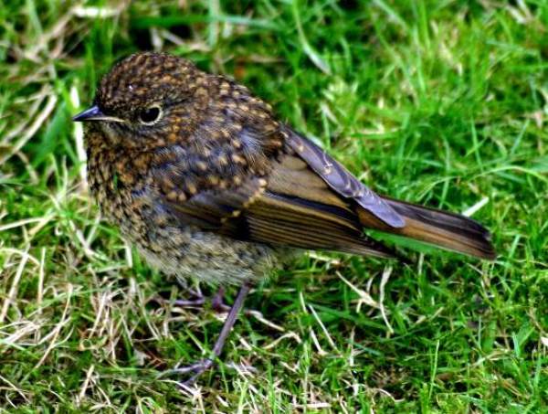 A young robin