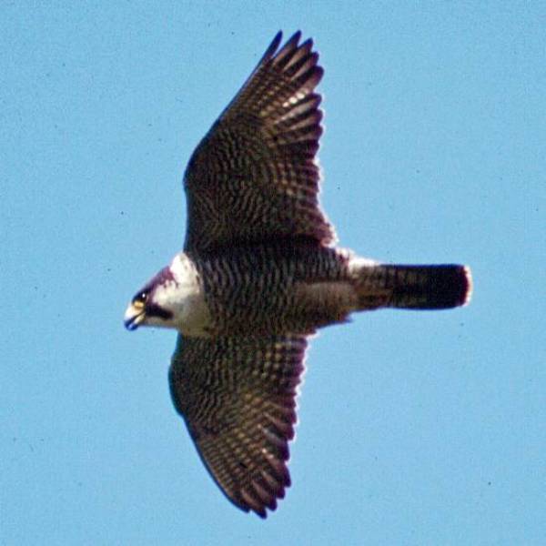 Peregrine falcon in flight