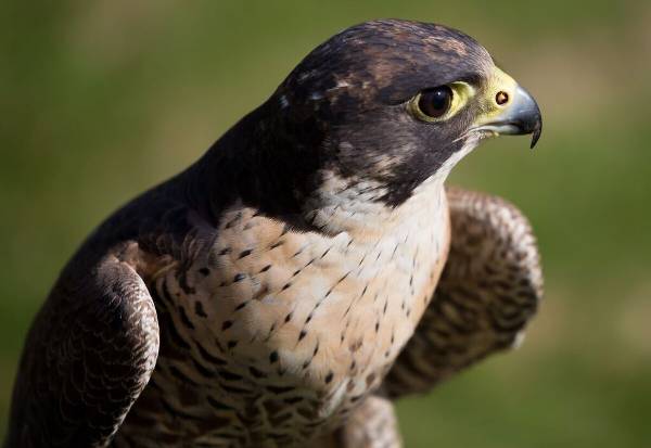 Peregrine falcon at rest