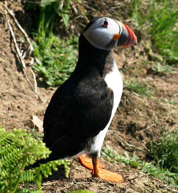 Puffin