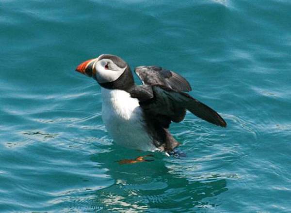 Puffin on the sea off Skomer Island
