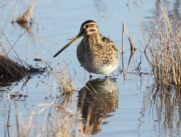 Snipe in marshy grassland