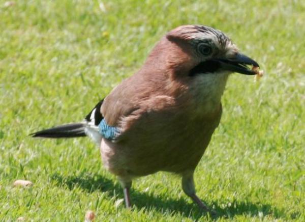 Garrulus glandarius - Jay