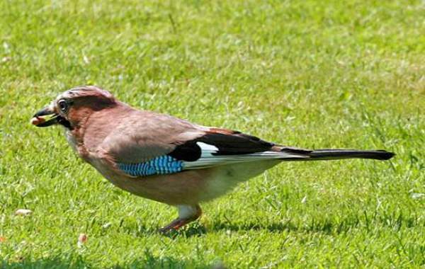 Garrulus glandarius - Jay, side view