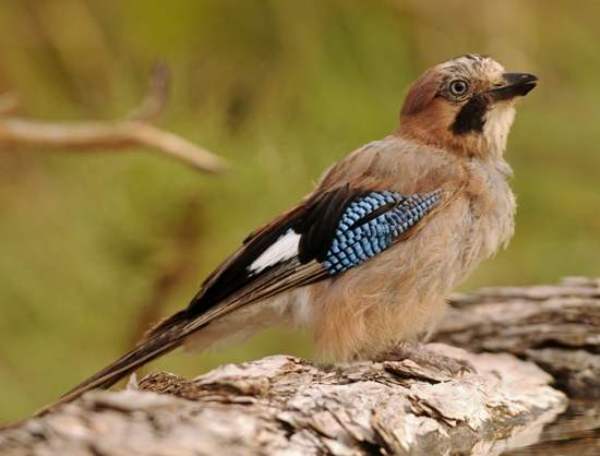 Garrulus glandarius - Portugal