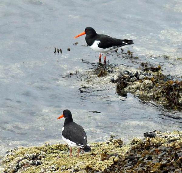 Oystercatchers in Scotland