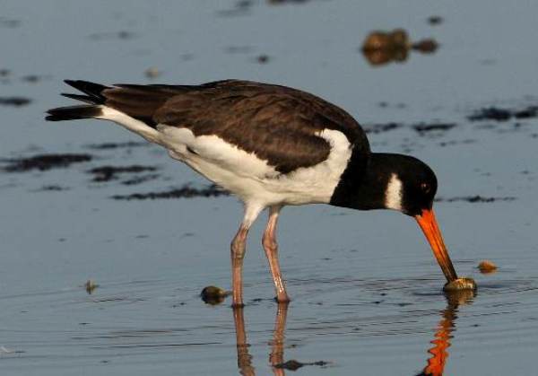 Haematopus ostralegus, Eurasian Oystercatcher