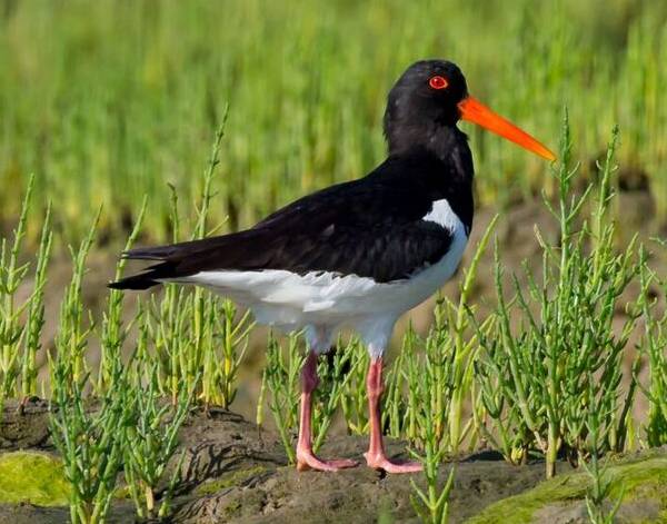 Oystercatcher, Scotland