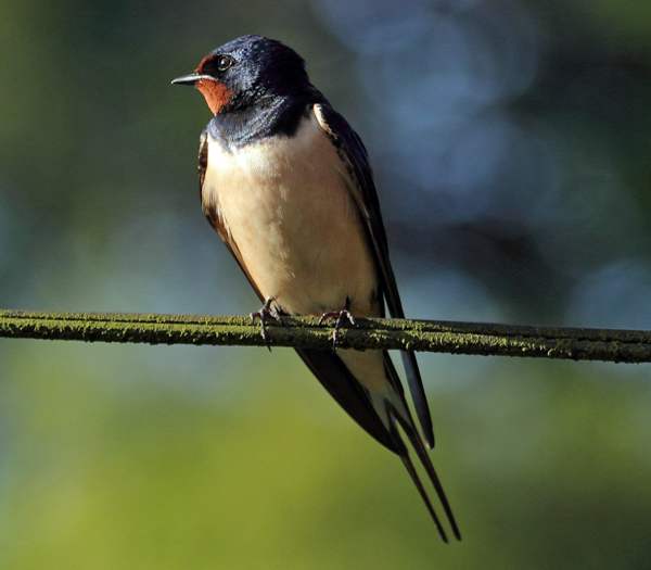 Barn Swallow