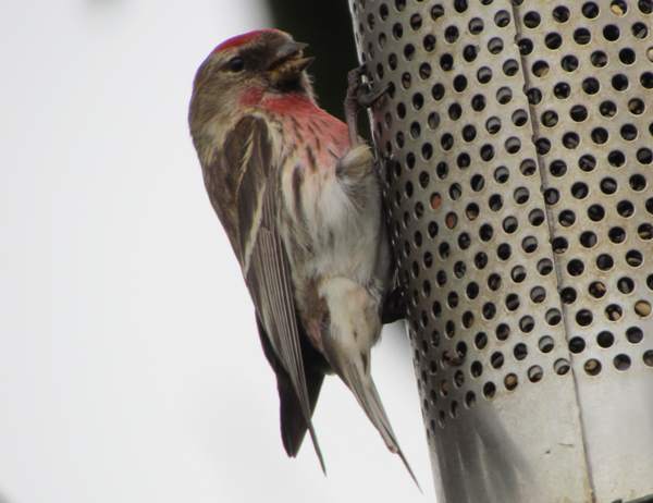 Linnet