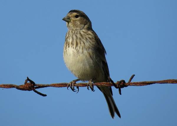 Female Linnet