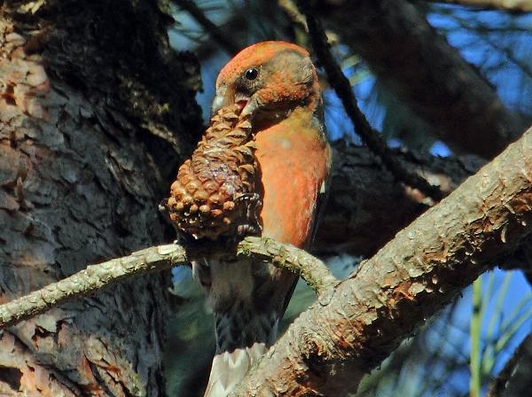 Male Crossbill
