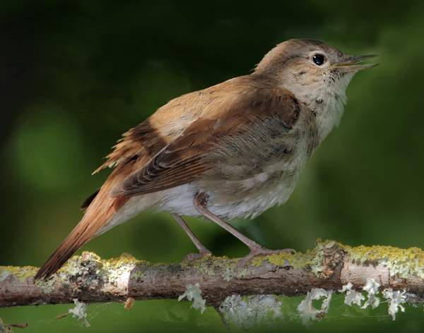 Luscinia megarhynchos, Nightingale