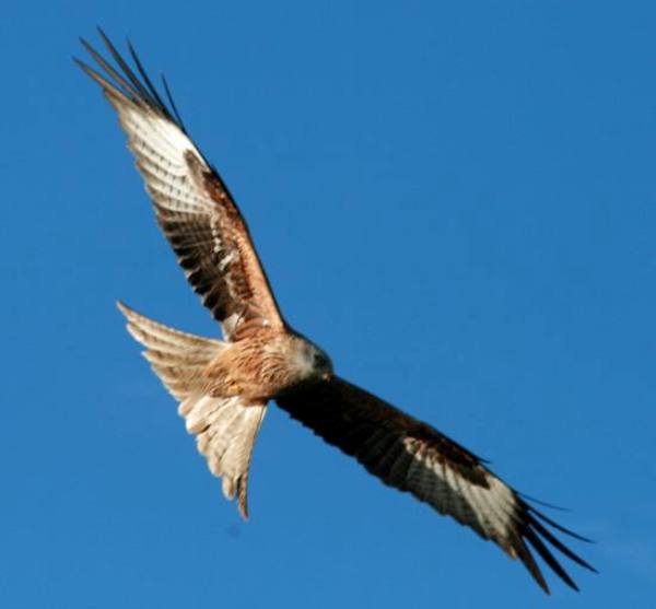 Red kite in flight, West Wales