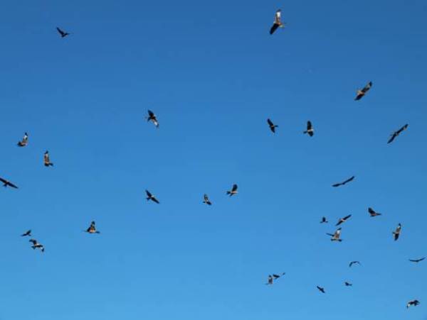 Red kites, West Wales