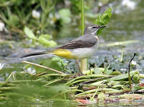 Grey Wagtail