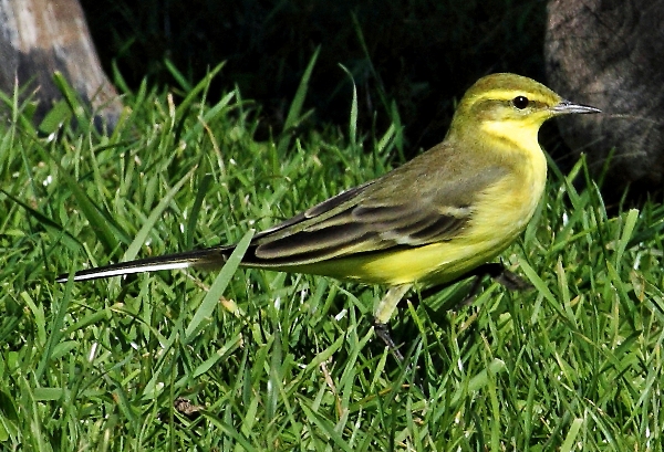 Yellow Wagtail