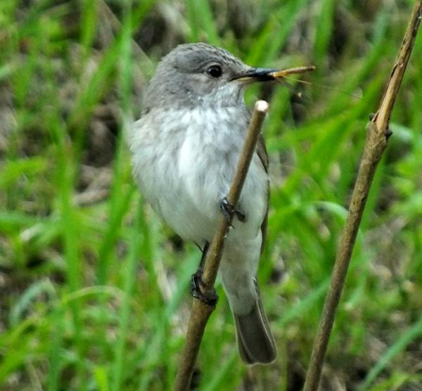 Spotted Flycatcher