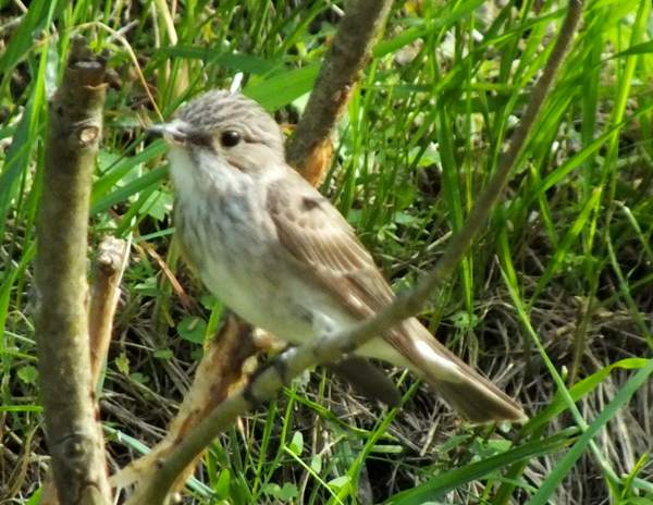 Spotted Flycatcher, Slovenia