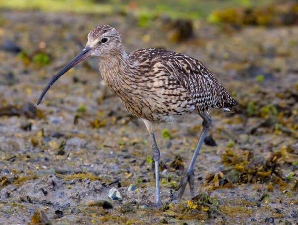 Eurasian Curlew Numenius arquata