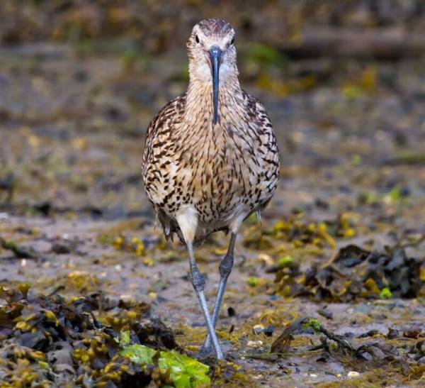 Eurasian Curlew Numenius arquata, southern England
