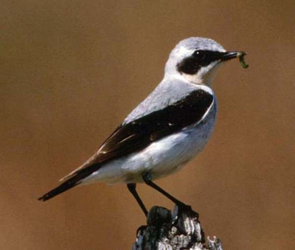 A Northern Wheatear