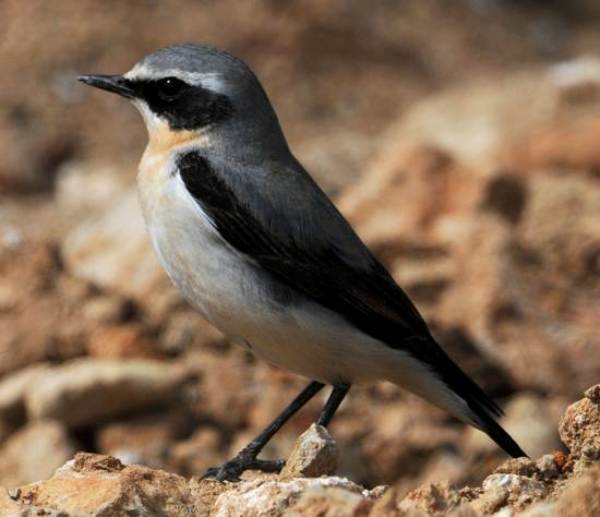 Northern Wheatear