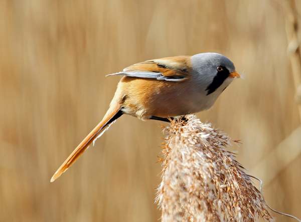 Bearded Tit, Parurus biarmicus