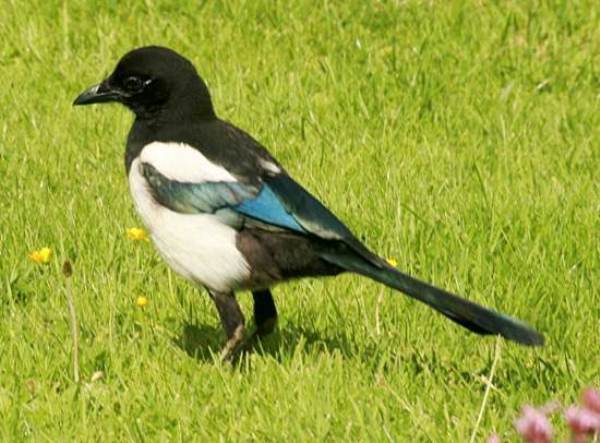Magpie taking off