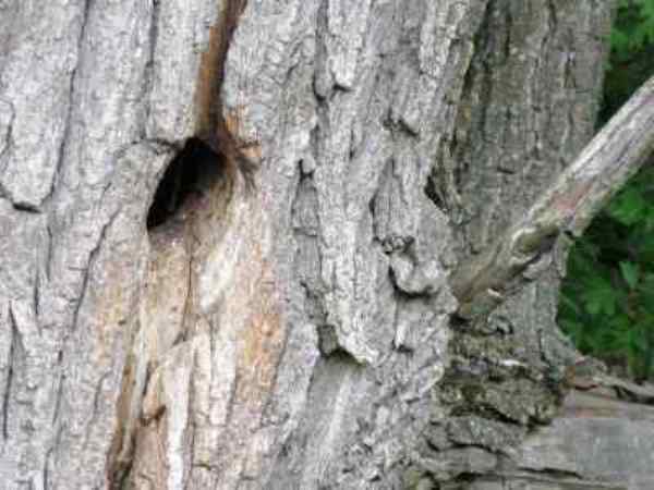 Green Woodpecker nest