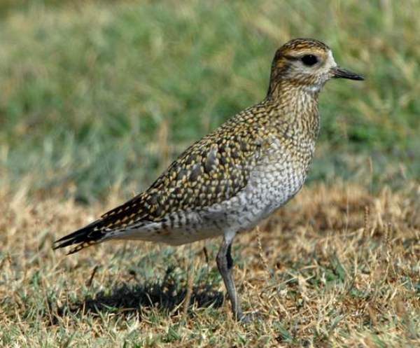 Golden Plover, picture courtesy Melvin Grey
