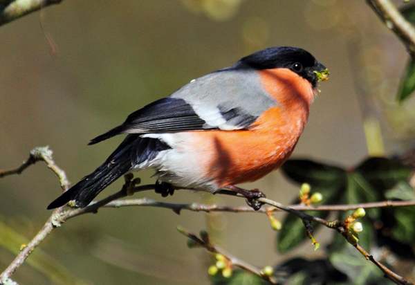 Male Bullfinch, spring plumage