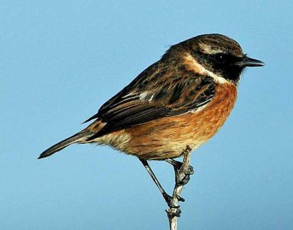 European Stonechat, male