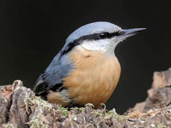 European Nuthatch