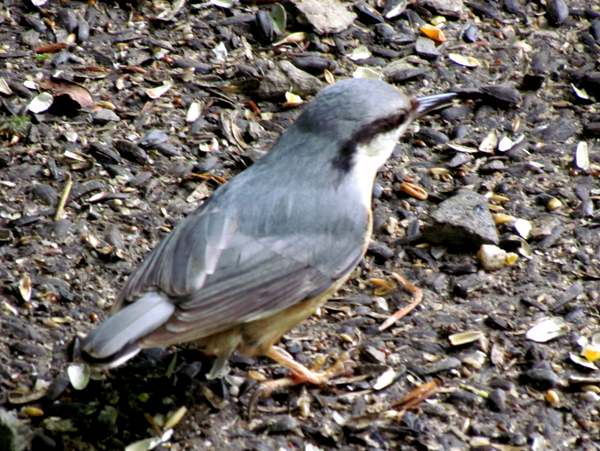Nuthatch collecting food from beneathe a bird feeder
