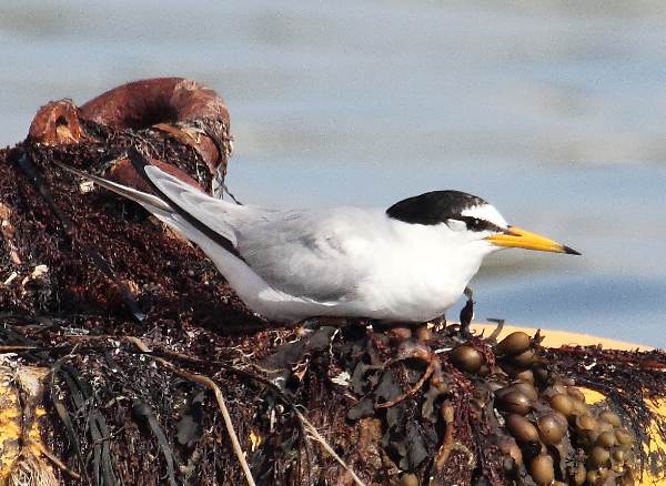 Sternula albifrons, Little Tern