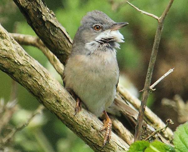 Sylvia communis, Whitethroat 