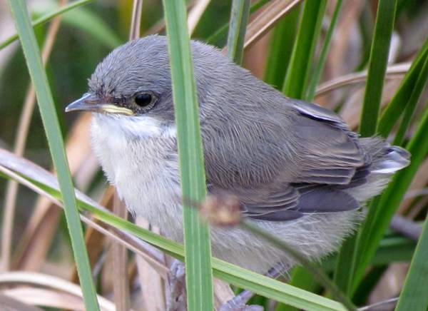 Lesser Whitethroat Chick at Cors Bodeilio